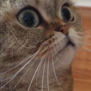 Meet your Posher, Elif